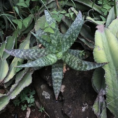 Aloe