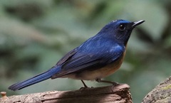 Cyornis