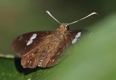 Celaenorrhinini