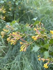 Ribes aureum