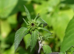 Phyllocephalum scabridum