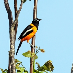 Icterus icterus