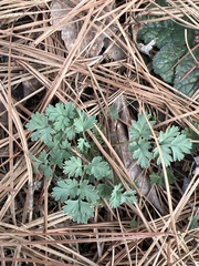 Corydalis flavula
