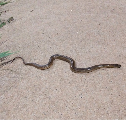 Olive Keelback