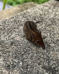 Monodelphis americana