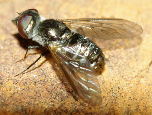 Micomitra parvicellula