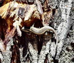 Trachylepis spilogaster