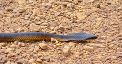 Notechis scutatus occidentalis
