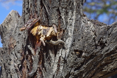 Trachylepis spilogaster