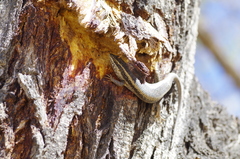 Trachylepis spilogaster