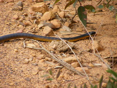 Notechis scutatus occidentalis