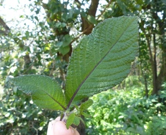 Phyllocephalum scabridum