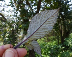 Phyllocephalum scabridum