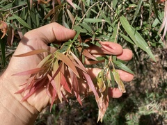 Melaleuca saligna