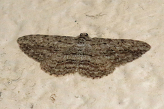 Phelotis cognata