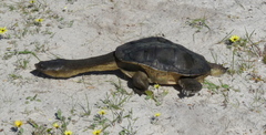Chelodina oblonga