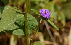 Phyllocephalum scabridum