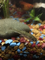 Notemigonus crysoleucas