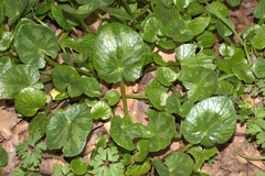 Ficaria verna calthifolia