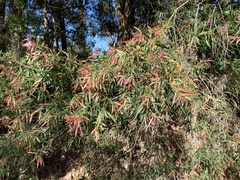 Melaleuca saligna
