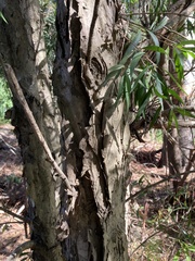 Melaleuca saligna