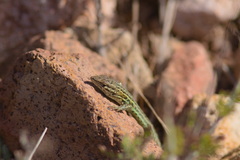 Psammodromus edwarsianus