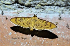 Prenesta scyllalis