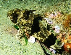 Centropogon australis