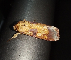 Spodoptera cosmioides