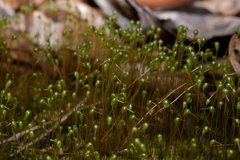 Physcomitrium pyriforme