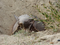Chaetophractus villosus