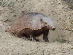 Chaetophractus villosus