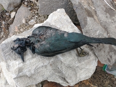 Euphagus cyanocephalus