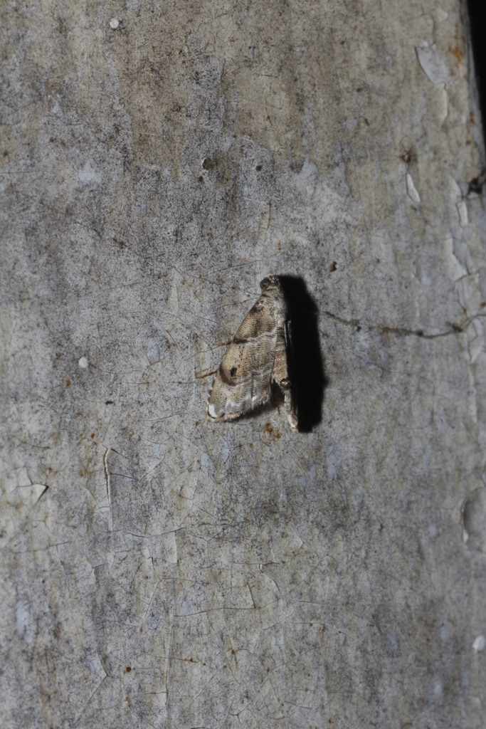 Abablemma bilineata