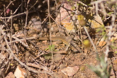 Psammodromus edwarsianus