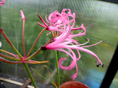 Nerine filifolia