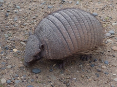 Chaetophractus villosus