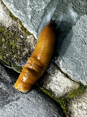 Ariolimax californicus