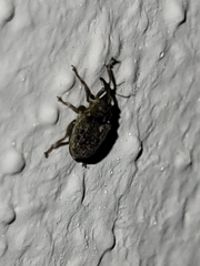 Ceutorhynchus pallidactylus