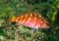 Hypoplectrodes maccullochi