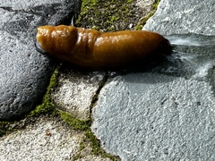 Ariolimax californicus