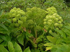 Angelica archangelica