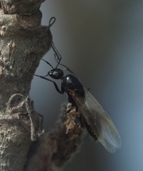 Camponotus pennsylvanicus