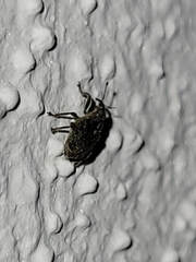 Ceutorhynchus pallidactylus