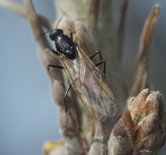 Camponotus pennsylvanicus