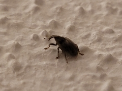 Ceutorhynchus pallidactylus