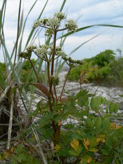 Conioselinum chinense