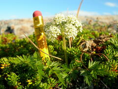 Conioselinum chinense