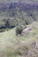 Halleria lucida