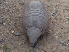 Chaetophractus villosus